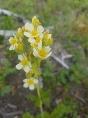 Drymocallis convallaria