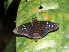 Apyrrothrix maculosa