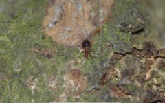 Loricula elegantula