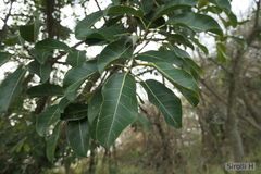 Ficus luschnathiana