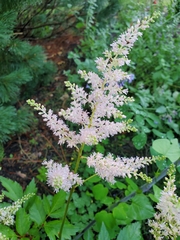 Astilbe japonica