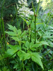 Astilbe japonica