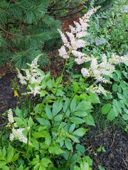 Astilbe japonica