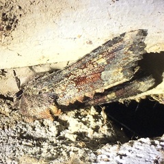 Apamea amputatrix