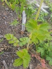 Drymocallis convallaria