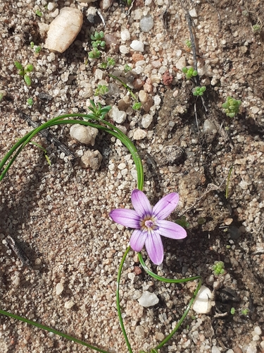 Romulea stellata