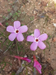 Oxalis phloxidiflora