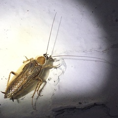 Ectobius lucidus
