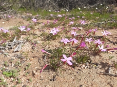 Oxalis phloxidiflora
