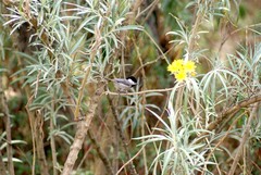 Poecile sclateri