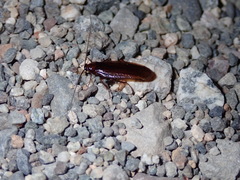 Parcoblatta americana