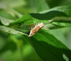 Eucosma ochrocephala