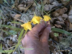 Calochortus amabilis