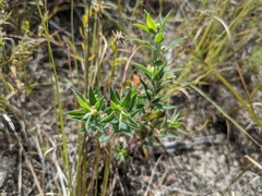 Euphorbia acuta