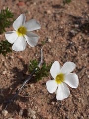 Oxalis viscosa