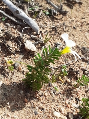 Oxalis viscosa