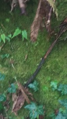 Claopodium crispifolium