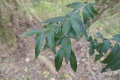 Blepharocalyx salicifolius