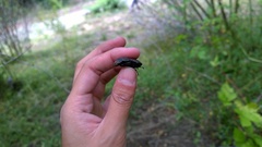 Apterodorcus bacchus