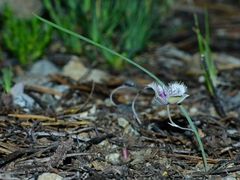 Calochortus elegans