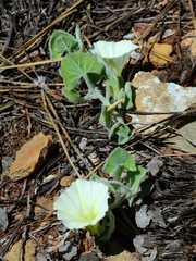 Calystegia malacophylla malacophylla