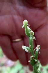 Platanthera aquilonis