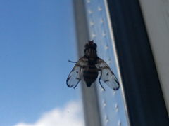 Otites formosa