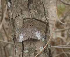 Hamadryas amphichloe