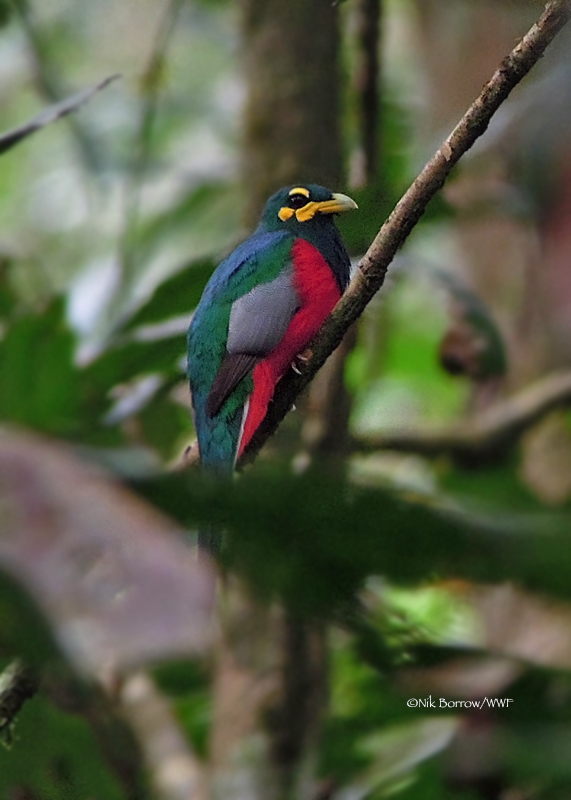 Bare-cheeked Trogon (Apaloderma aequatoriale) photo