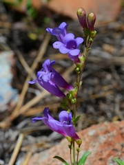 Penstemon parvulus