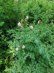 Corydalis caseana