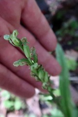 Platanthera aquilonis