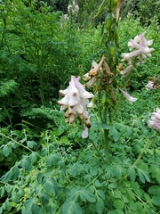Corydalis caseana