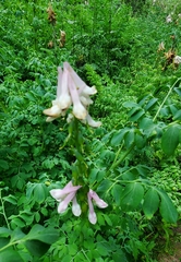 Corydalis caseana