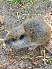 Thomomyini
