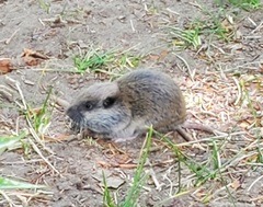 Thomomyini