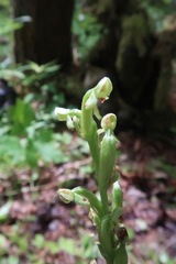 Platanthera aquilonis