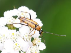 Stenurella septempunctata