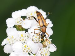 Stenurella septempunctata