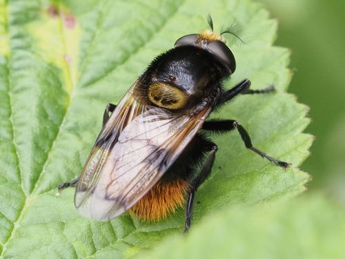 Bumble Bee Hover Fly photo 3