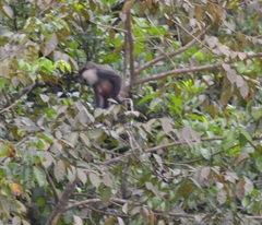 Cercopithecus erythrogaster erythrogaster