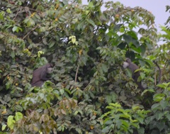 Cercopithecus erythrogaster erythrogaster