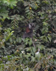 Cercopithecus erythrogaster erythrogaster