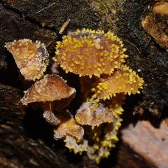 Neobarya agaricicola