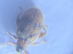 Orchestes steppensis