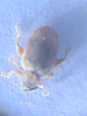 Orchestes steppensis