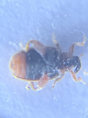 Orchestes steppensis