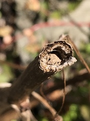 Parancistrocerus declivatus