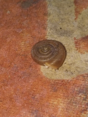 Polygyra cereolus image