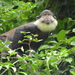 White-throated Monkey - Photo (c) ONG ODDB, some rights reserved (CC BY-NC-ND), uploaded by ONG ODDB
